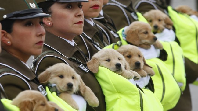 “Adorable police puppies”: el mundo se rindió a los cachorros de la Parada Militar