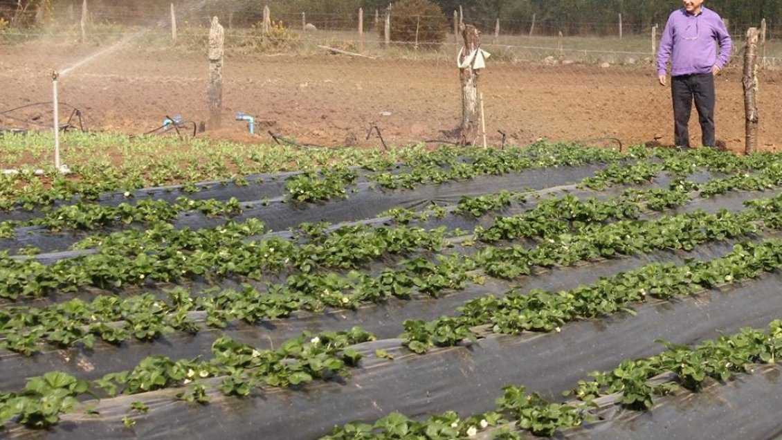 Agricultores de Temuco piden mejores condiciones para competir con mercados internacionales