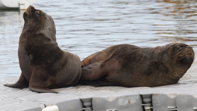 Pescadores de Hualaihué piden soluciones al Gobierno por ataques de lobos marinos