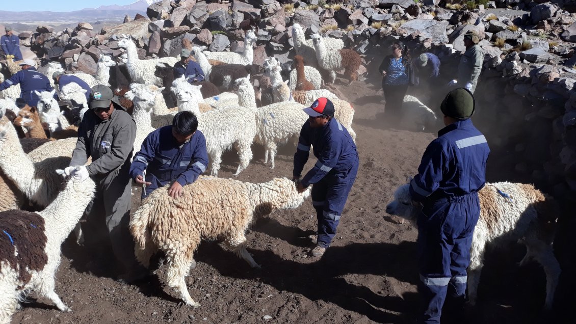 Banco Mundial respalda proyecto de manejo sustentable de la tierra en la región de Arica y Parinacota