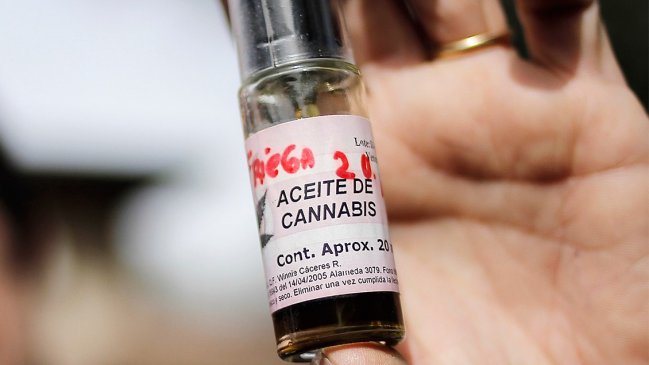 Farmacia popular de Rengo contará con medicamentos en base a cannabis