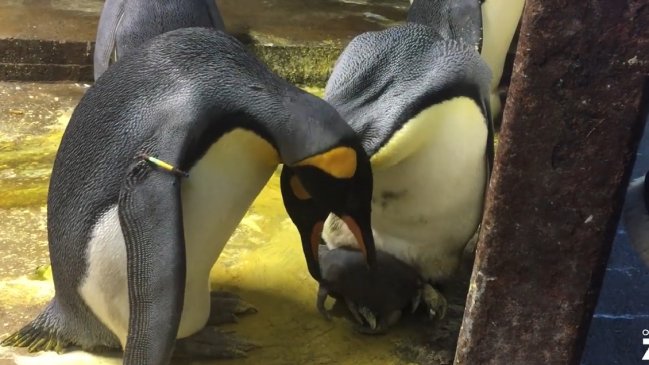 Pareja de pingüinos gay secuestraron a cría 