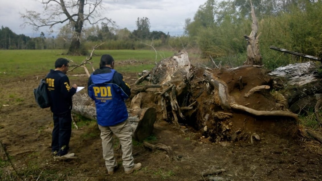 Caída de árbol dejó a la vista osamentas humanas en Villarrica