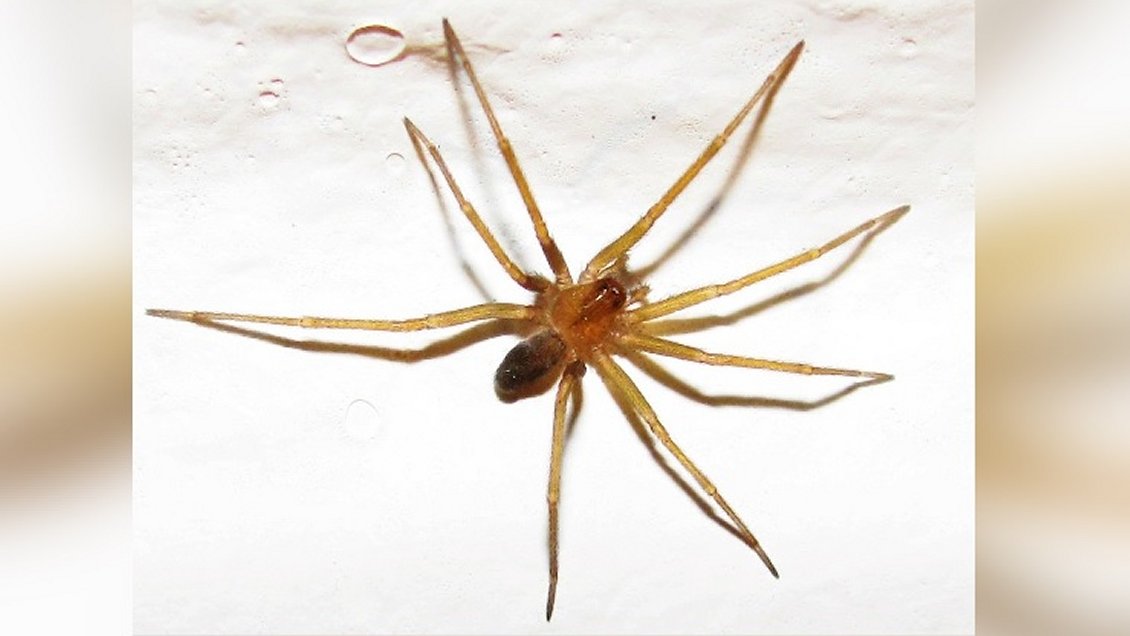 El fisco pagará 250 millones a familia de hombre que murió por araña de rincón