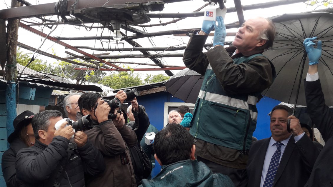 SAG lanzó en Ñuble nuevo control biológico para la polilla de la vid