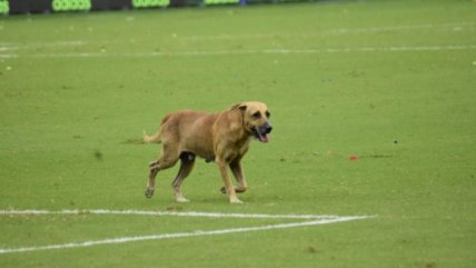 El perro "Sultán" vaticinó un impactante resultado para el clásico entre la UC y Colo Colo