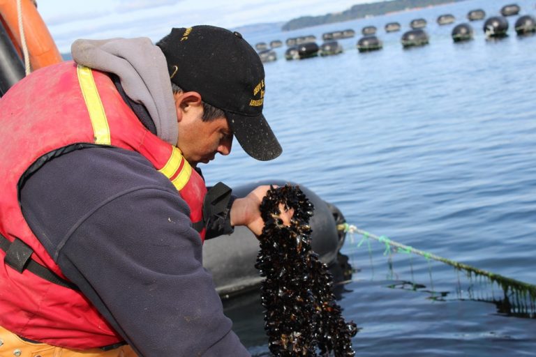 Los Lagos: Creación de 14.000 empleos mantiene a la región con el mejor índice de trabajo en el país