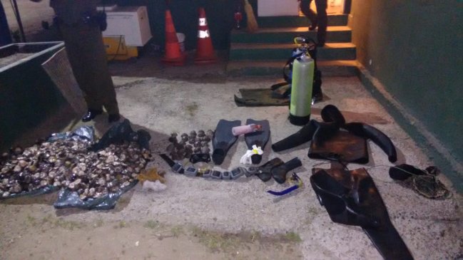 Maitencillo: Decomisan 700 locos en veda que habían sido robados por buzo mariscador