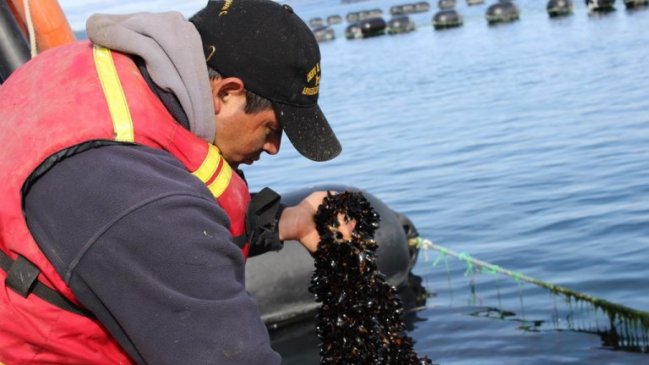 Los Lagos: Creación de 14.000 empleos mantiene a la región con el mejor índice de trabajo en el país