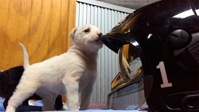 Valdivia: Academia Nacional de Bomberos capacitará a voluntarios en rescate de mascotas