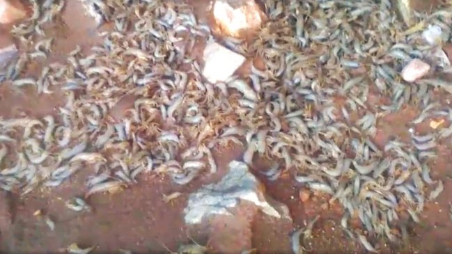 Atacama: Esta semana se conocerá la causa de la muerte masiva de camarones