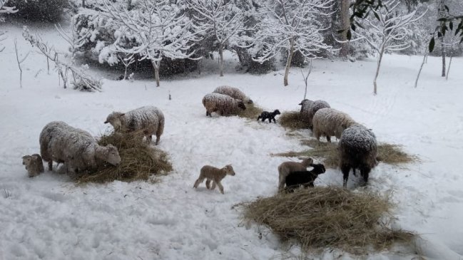 Los Lagos: Nevazón corta caminos y deja sin alimento a los animales
