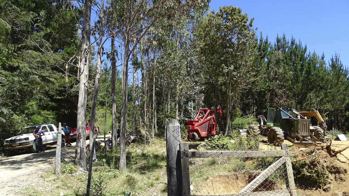Tribunal ordenó que forestal devuelva 97 hectáreas a comunidad indígena