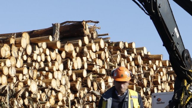 Tras histórico fallo, forestal del grupo Angelini no descarta 