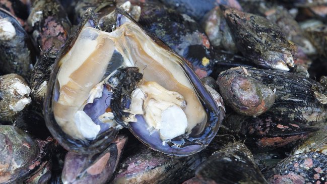 Punta Arenas: Mujer arriesga cinco años de cárcel por vender licencias falsas a buzos mariscadores