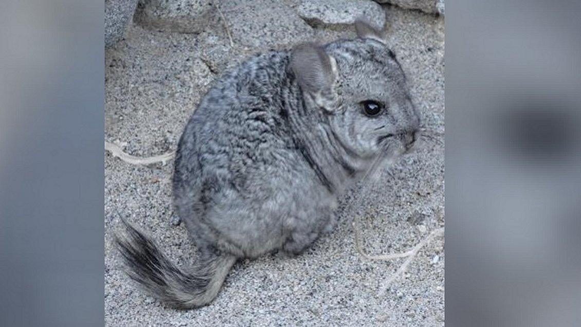 Atacama: Consulta ciudadana busca proteger la Chinchilla y la 