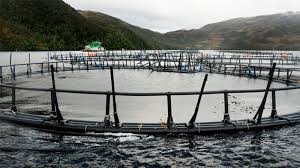 Gobierno adelanta sanciones a Marine Harvest por baja recaptura de salmones fugados