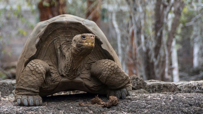 Ecuador: Robaron 123 crías de tortuga gigante en Islas Galápagos