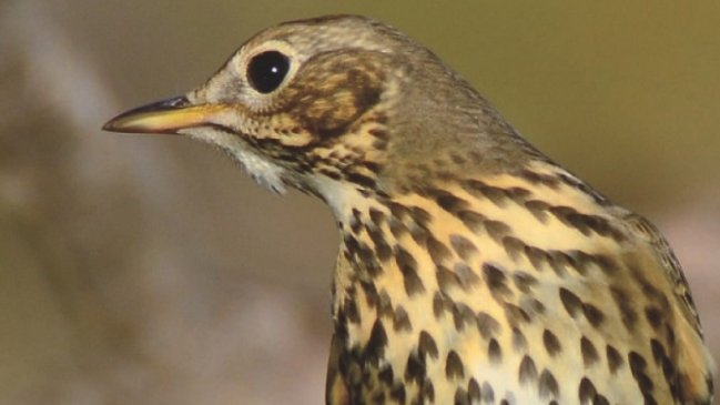 Pájaros borrachos aterraron a ciudad en EE.UU.