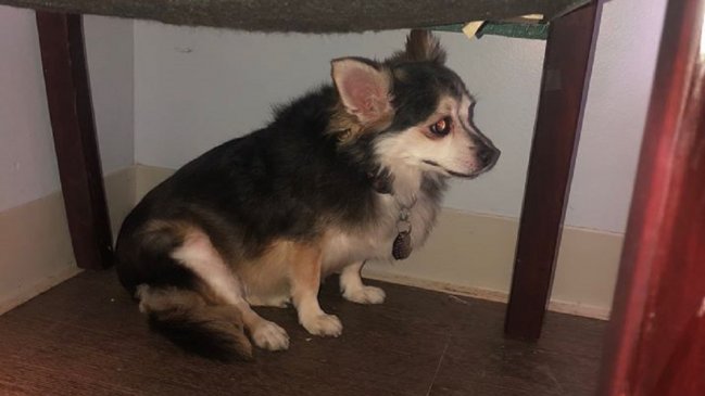 El estremecedor mensaje de la fallecida dueña de un perro: 