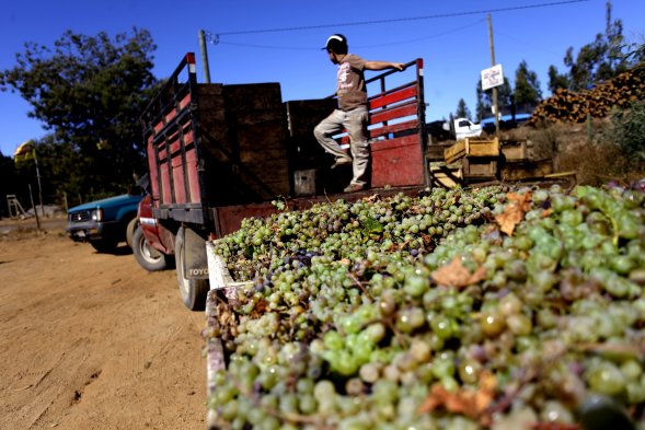 Ñuble: Banco Mundial busca potenciar sectores productivos de la zona