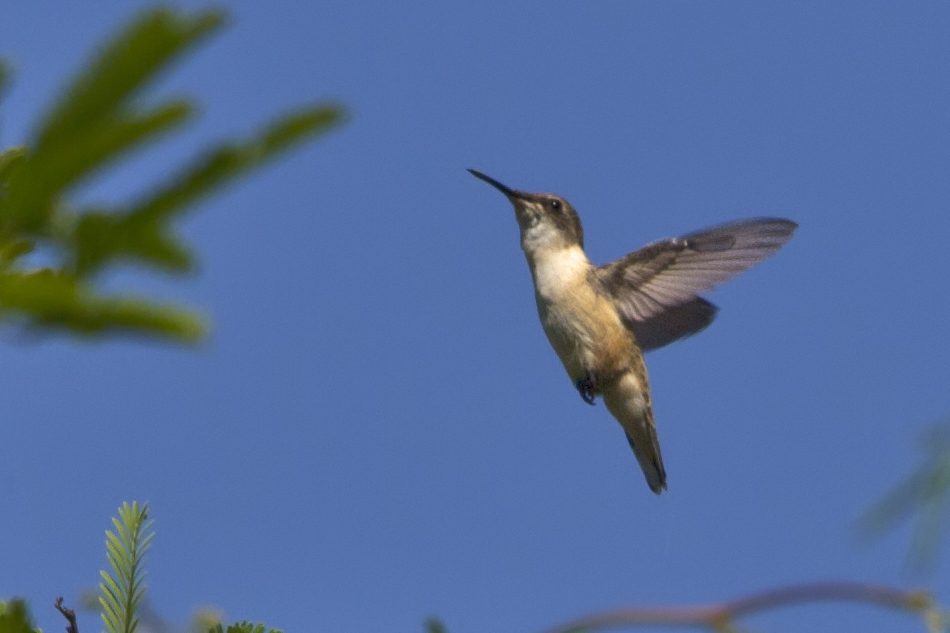 Arica: Comprometen plantación de flora nativa para repoblar de picaflores el Valle de Azapa