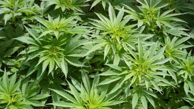 México: Gobierno entrante buscará legalizar la marihuana para uso medicinal