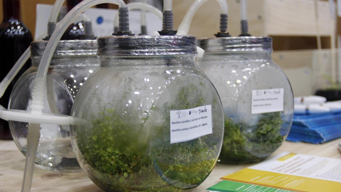 Región del Maule: Innovación y emprendimiento se tomarán la Plaza de Armas de Talca con la Finem 2018