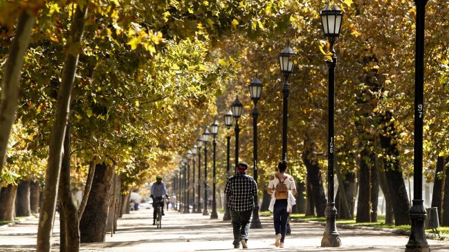 Escándalo: Se están robando las araucarias del Parque Forestal