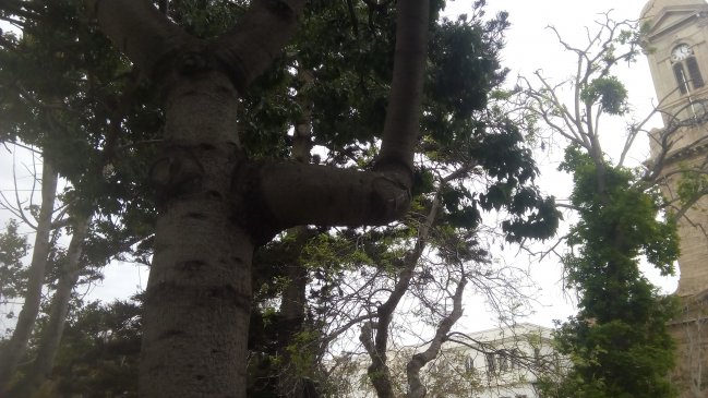 Municipalidad de Coquimbo deberá indemnizar a mujer que sufrió lesiones por caída de una rama en Tongoy