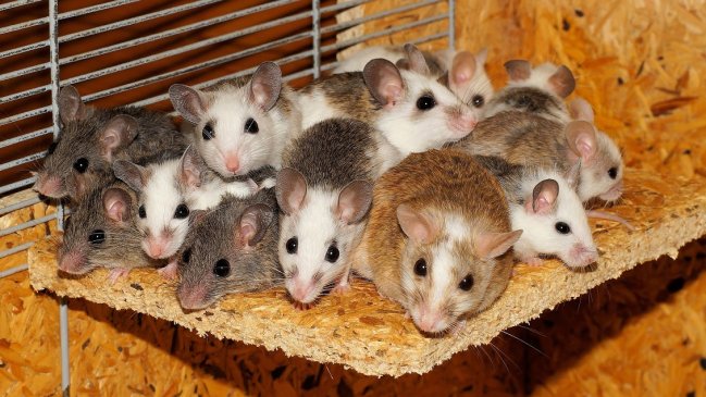 Logran que ratones del mismo sexo tengan hijos biológicos