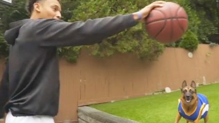 La perra "Koa" que se hizo viral por su gran habilidad para el baloncesto