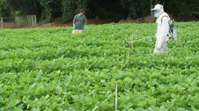 Experta critica aplicación de plaguicidas tras intoxicación en Río Claro