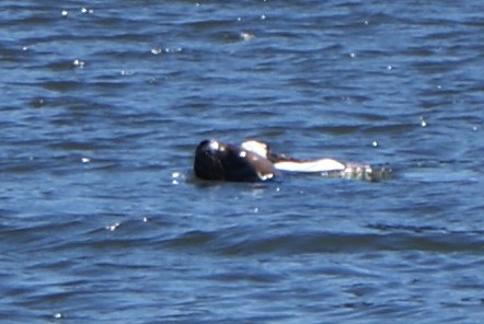 Valdivia: Nuevos ataques de lobos a cisnes de cuello negro preocupa a ambientalistas