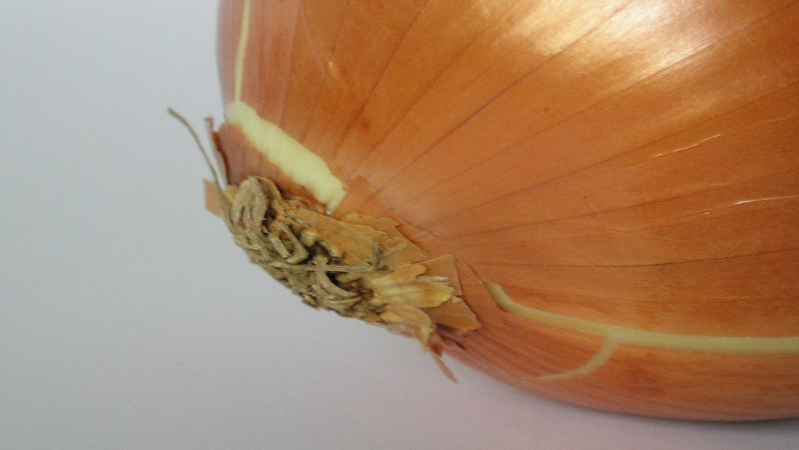 Lanzan programa para ayudar a productores de cebolla en O'Higgins