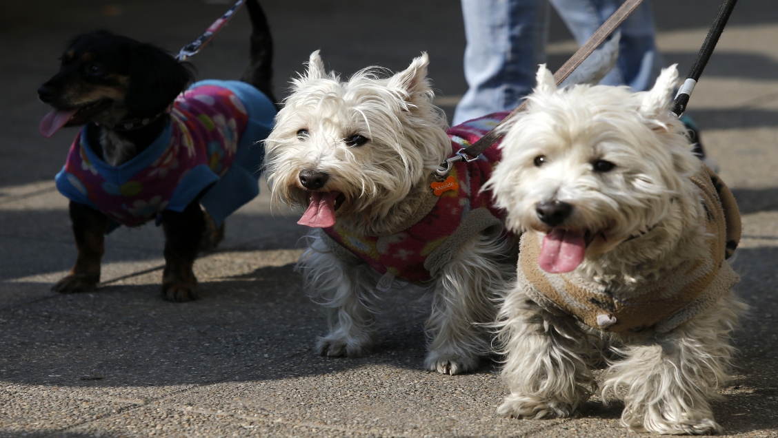 Proyecto quiere poner fin a la prohibición de mascotas en edificios y condominios
