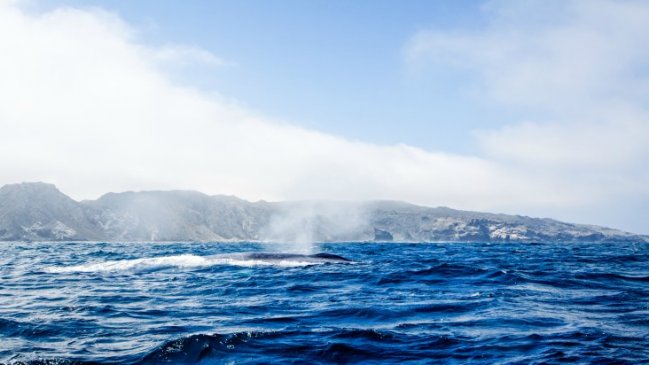 Avistan las primeras ballenas en Chañaral de Aceituno
