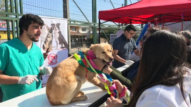 Desarrollan masiva jornada de esterilización para mascotas en Talca
