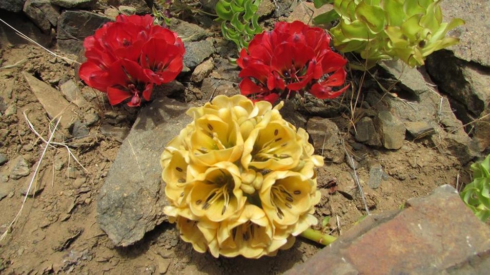 Atacama: Realizarán talleres para conservar la Garra de León y la Chinchilla