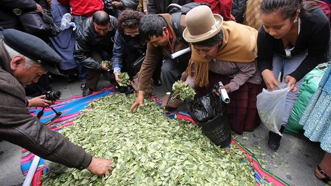 Bolivia usa incautación de hoja de coca para abono orgánico