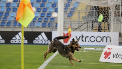 El perro "Sultán" pronosticó cambio de puntero tras el duelo entre la UC y U. de Concepción