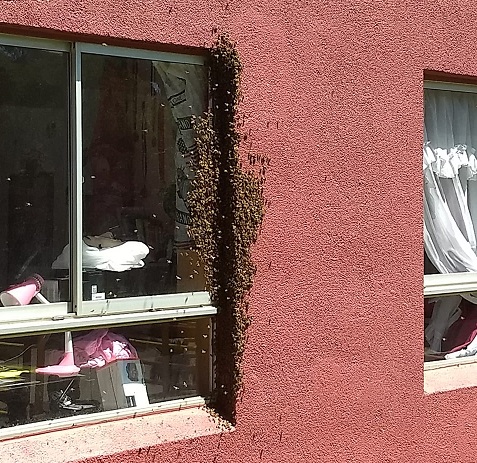 Municipio y empresa apícola contuvieron a cerca de 25 mil abejas que aparecieron en Quillota