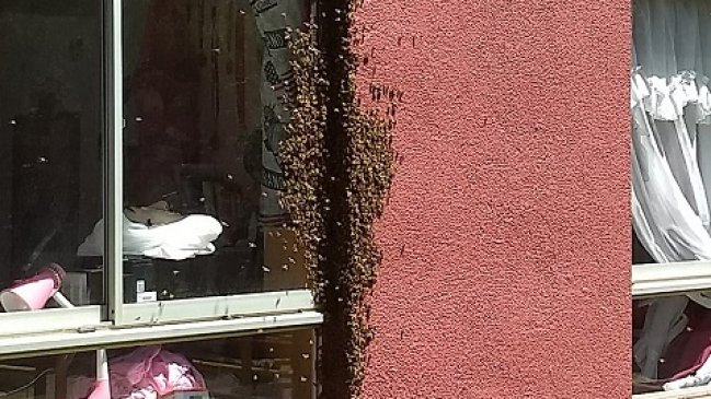 Municipio y empresa apícola contuvieron a cerca de 25 mil abejas que aparecieron en Quillota