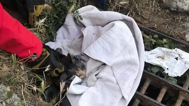 Valparaíso: Bomberos rescató a gato atrapado en resumidero de aguas lluvias