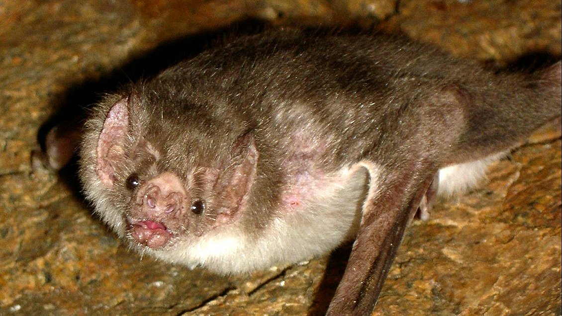 Coquimbo: Trabajadores agrícolas encontraron un murciélago con rabia