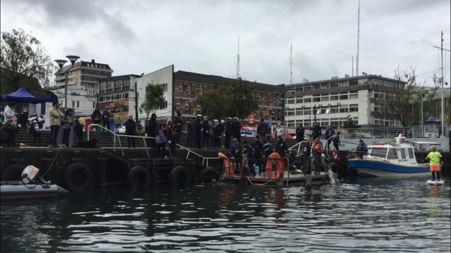 Primera jornada de limpieza: Jóvenes buzos se sumergieron en el Río Valdivia