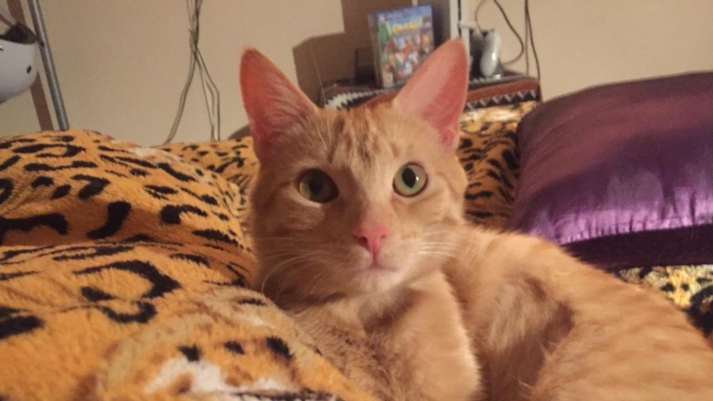 Pasajeros denuncian pérdida de gatita en vuelo de Latam