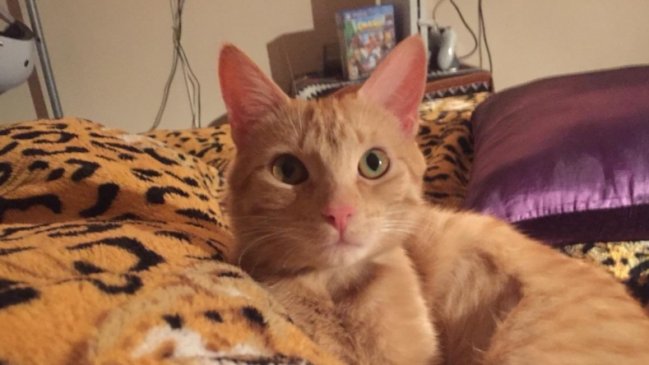 Pasajeros denuncian pérdida de gatita en vuelo de Latam