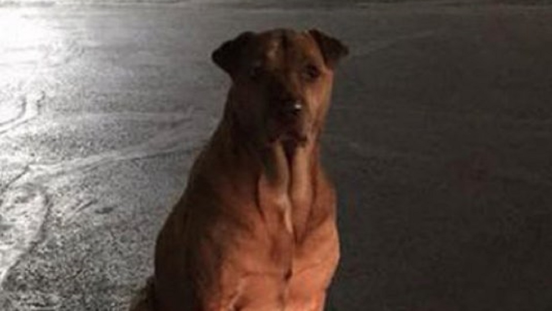 Dueña acusó a su perra de fingir ser callejera para obtener comida