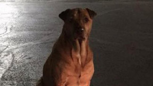 Dueña acusó a su perra de fingir ser callejera para obtener comida